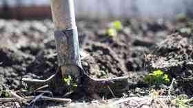 Tree planting rates to treble by end of this Parliament