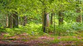 National Trust pledges 20m new trees in next decade