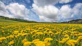 Councils failing to protect countryside, CPRE warns 
