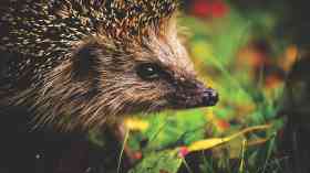 House builders ordered to protect wildlife