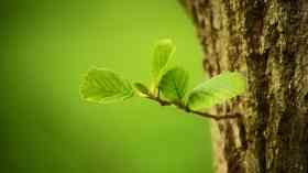 134,000 trees to be planted thanks to funding