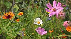 Coronavirus likely to boost UK’s rare wildflowers