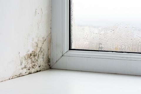 Mould