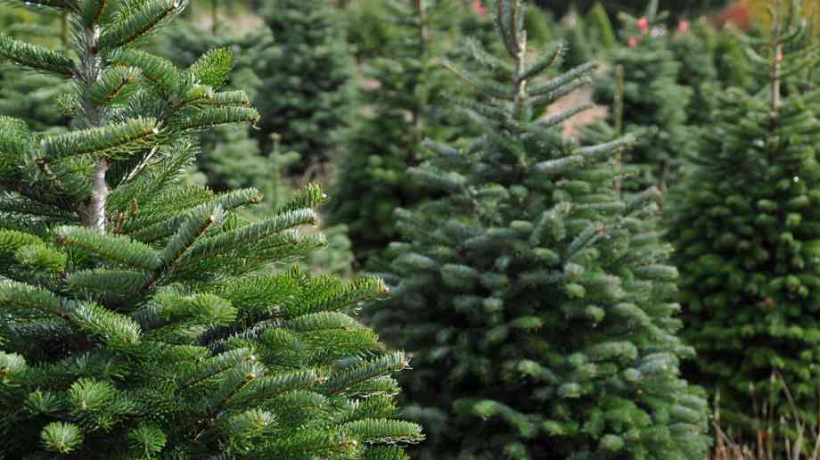 Evergreen trees