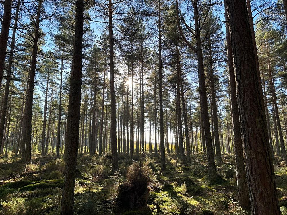 Forest