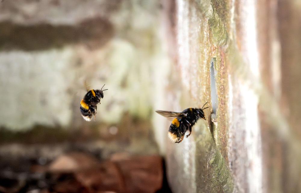 Bees
