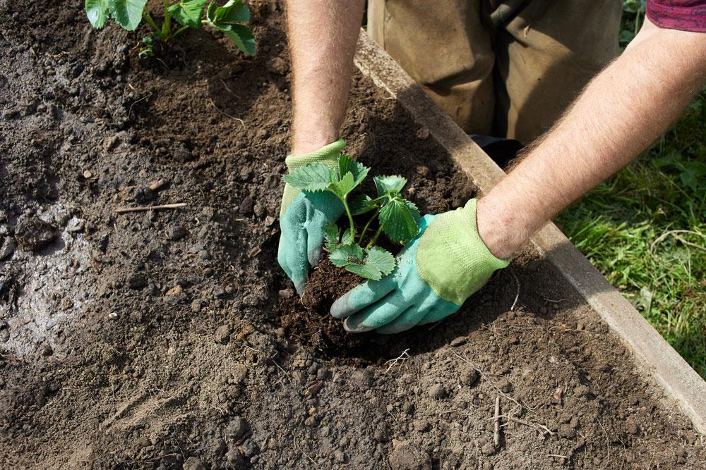 Planting
