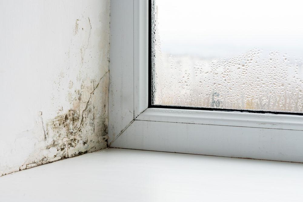 Mould