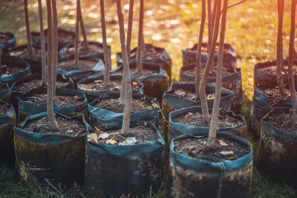 Trees to be planted